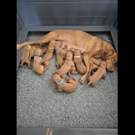 Hungarian Vizsla - Both