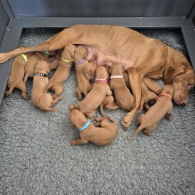 Hungarian Vizsla - Both