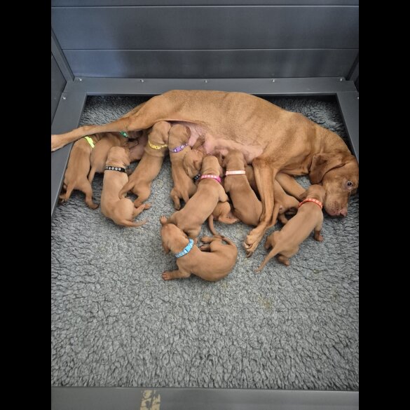 Hungarian Vizsla - Both
