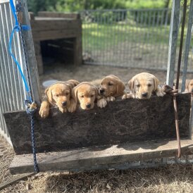 Labrador Retriever - Dogs