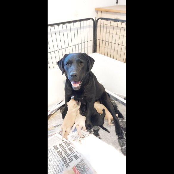 Labrador Retriever - Both
