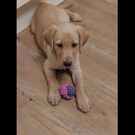 Labrador Retriever - Both