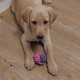 Labrador Retriever - Both