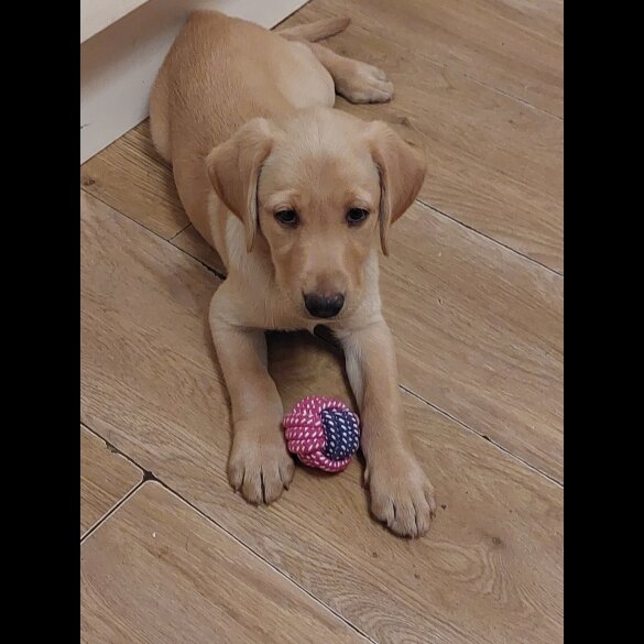 Labrador Retriever - Both