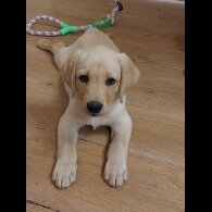 Labrador Retriever - Both
