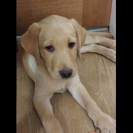 Labrador Retriever - Both