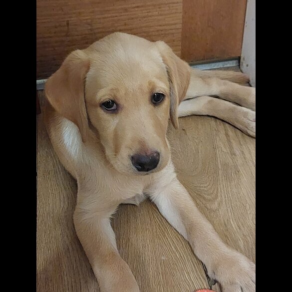 Labrador Retriever - Both