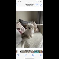 Maltese - Dogs