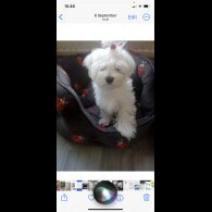 Maltese - Dogs