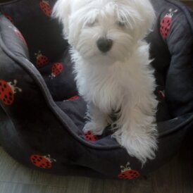 Maltese - Dogs