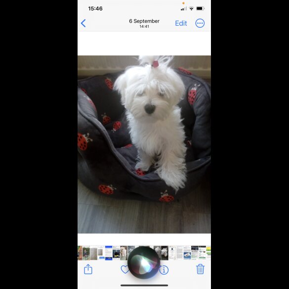 Maltese - Dogs