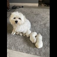 Maltese - Dogs