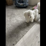 Maltese - Dogs