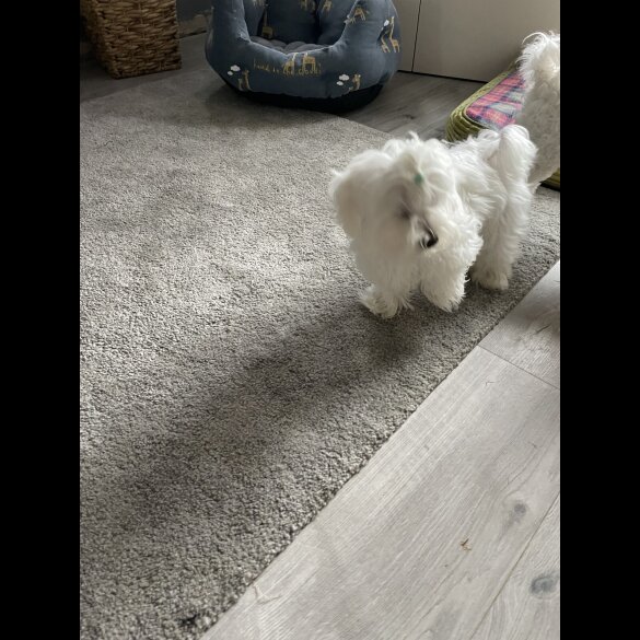 Maltese - Dogs