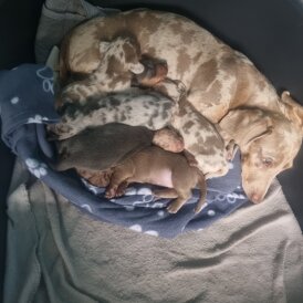Dachshund (Standard &amp; Miniature) - Both