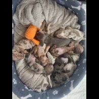 Dachshund (Standard &amp; Miniature) - Both