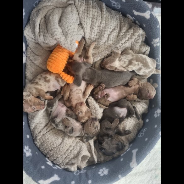 Dachshund (Standard &amp; Miniature) - Both
