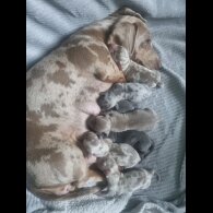 Dachshund (Standard &amp; Miniature) - Both