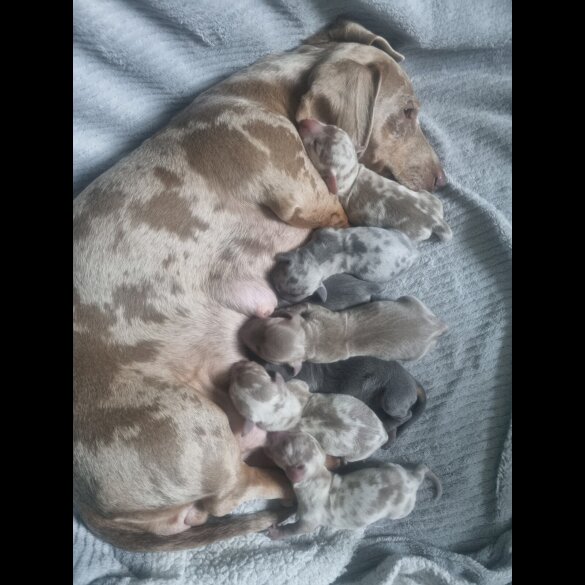 Dachshund (Standard &amp; Miniature) - Both
