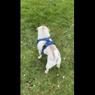 Pug