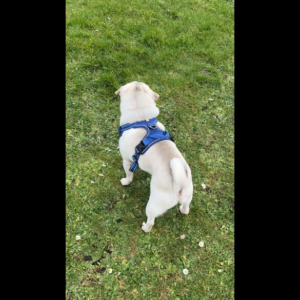 Pug