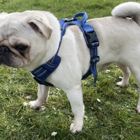 Pug