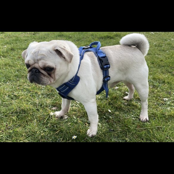 Pug