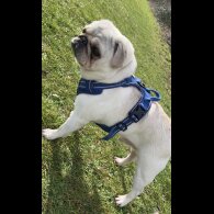 Pug