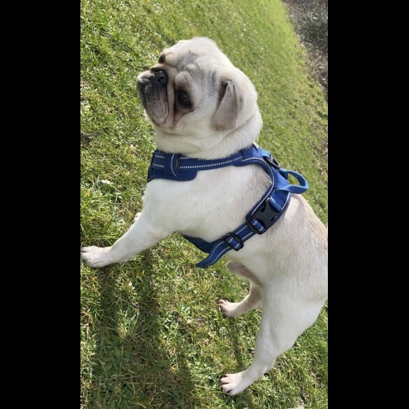 Pug