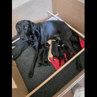 Labrador Retriever - Both