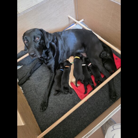 Labrador Retriever - Both