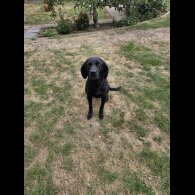 Labrador Retriever - Both