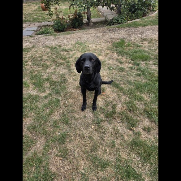 Labrador Retriever - Both
