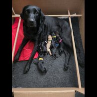 Labrador Retriever - Both