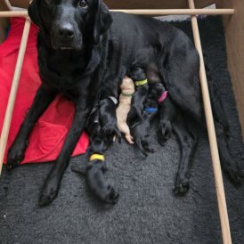 Labrador Retriever - Both