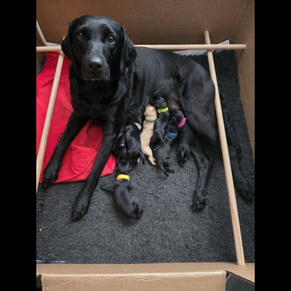 Labrador Retriever - Both