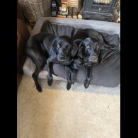 Labrador Retriever - Both