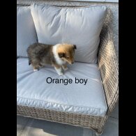 Rough Collie - Dogs
