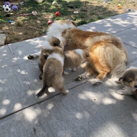 Rough Collie - Dogs