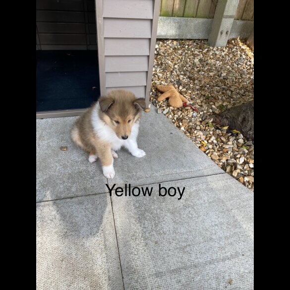 Rough Collie - Dogs