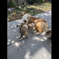 Rough Collie - Dogs
