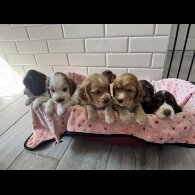 Cocker Spaniel (Working &amp; Show) - Both