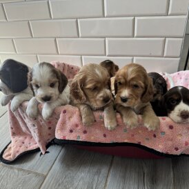 Cocker Spaniel (Working &amp; Show) - Both