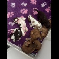 Cocker Spaniel (Working &amp; Show) - Both