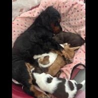 Cocker Spaniel (Working &amp; Show) - Both
