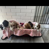 Cocker Spaniel (Working &amp; Show) - Both