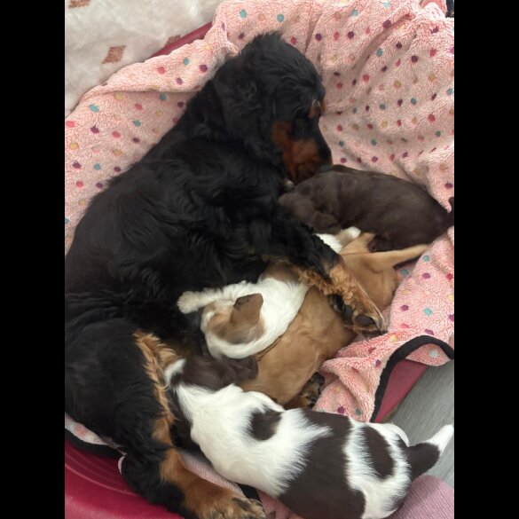 Cocker Spaniel (Working &amp; Show) - Both