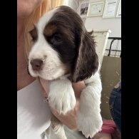 Cocker Spaniel (Working &amp; Show) - Both