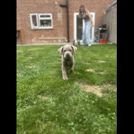 Labrador Retriever - Both