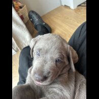 Labrador Retriever - Both